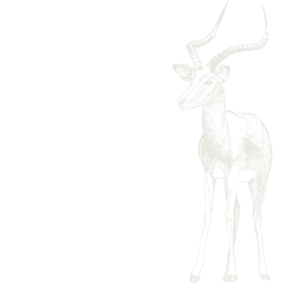Illustration of impala