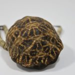 https://powell-cottonmuseum.org/wp-content/uploads/2021/04/Tortoise-shell-tinder-box-with-beadwork-3-scaled.jpg