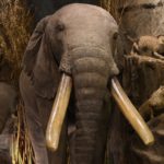 https://powell-cottonmuseum.org/wp-content/uploads/2021/05/Elephant3-scaled.jpg