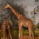https://powell-cottonmuseum.org/wp-content/uploads/2021/05/Giraffe1-scaled.jpg