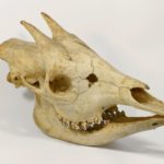 https://powell-cottonmuseum.org/wp-content/uploads/2021/05/Okapi-Skull-1-scaled.jpg