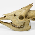 https://powell-cottonmuseum.org/wp-content/uploads/2021/05/Okapi-Skull-2-scaled.jpg