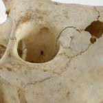 https://powell-cottonmuseum.org/wp-content/uploads/2021/05/Okapi-Skull-detail-scaled.jpg