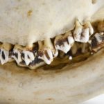 https://powell-cottonmuseum.org/wp-content/uploads/2021/05/Okapi-Skull-jaw-scaled.jpg