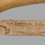 https://powell-cottonmuseum.org/wp-content/uploads/2021/05/Sperm-Whale-Tooth-Ornament-2.png