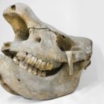 https://powell-cottonmuseum.org/wp-content/uploads/2021/09/Rhino-1-scaled.jpg
