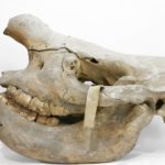 https://powell-cottonmuseum.org/wp-content/uploads/2021/09/Rhino-2-scaled.jpg