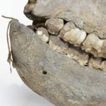 https://powell-cottonmuseum.org/wp-content/uploads/2021/09/Rhino-3-1-scaled.jpg