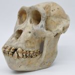https://powell-cottonmuseum.org/wp-content/uploads/2021/09/Skull-of-shot-gorilla-2-scaled.jpg