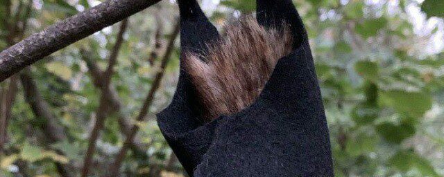 An image of a bat with its wings wrapped round itself hanging upside down from a tree branch.