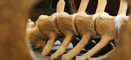 The image shows the four vertebrae of a large giraffe placed together to create part of the spine. The vertebrae are laid out on the floor.