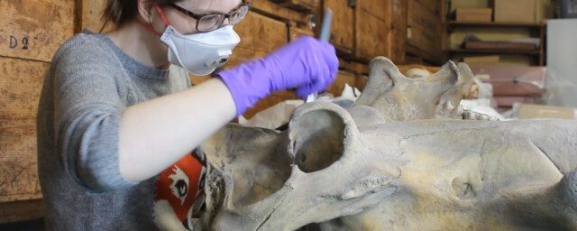 A white female with brown hair tied back wearing glasses, face mask and gloves is using a tool, on a large skull.