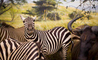Image of Zebras and buffalo with a grassy background and trees.