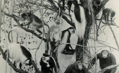 The Monkey Tree, circa 1921
