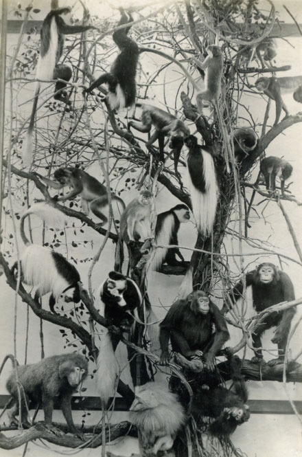 The Monkey Tree, circa 1921