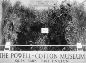 Gorilla family group at the 1939 Margate Exhibition