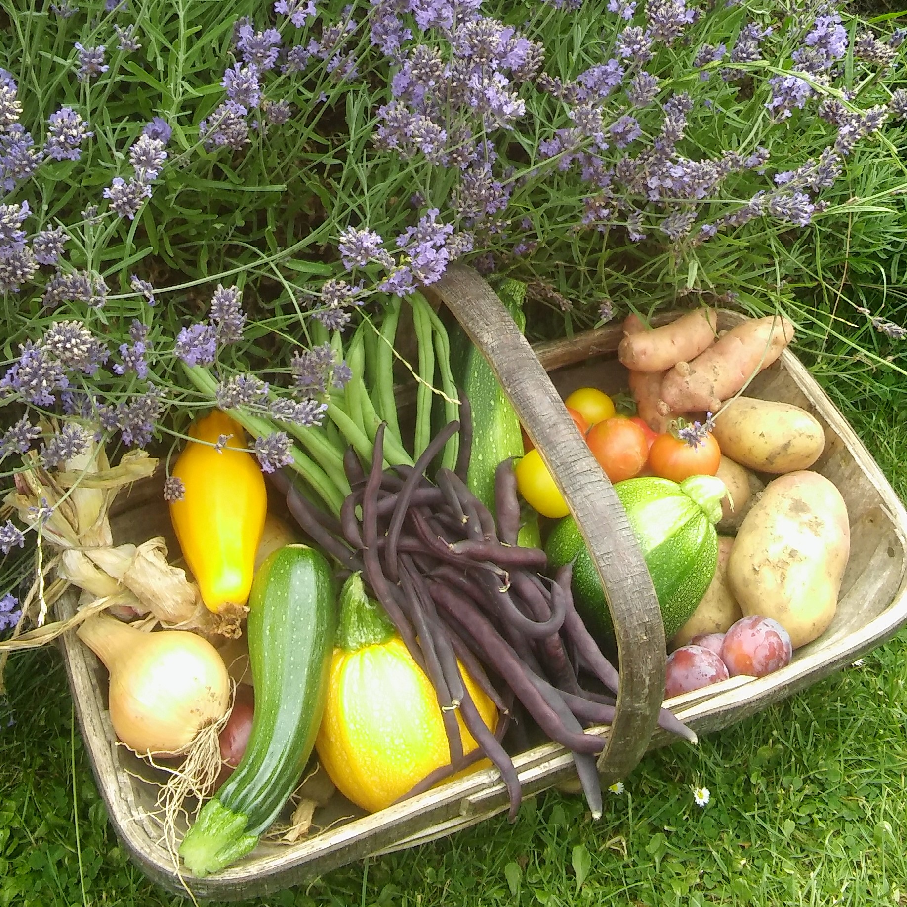Late Lunches in Quex Gardens